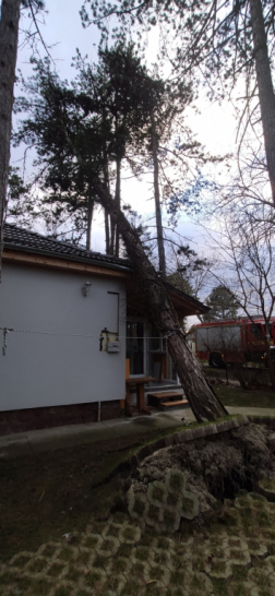 Házfalnak támaszkodott egy kicsavart fa