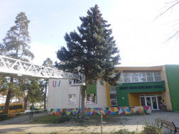 megdőlt a fenyő az iskola felé
