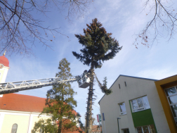 létráról darabolják le a faágakat