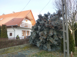 kerítésre dőlt egy fenyő