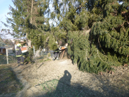fakidőlés