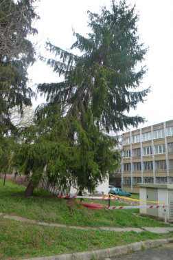 Megdőlt fenyő