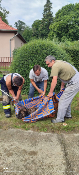 Az eb nem tudott lábra állni