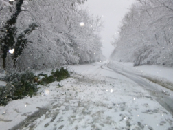 havas út, fa kidőlt