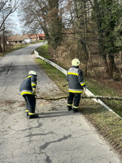 Kidőlt fák Somogyban