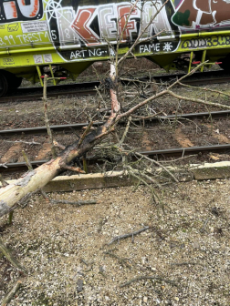 Kidőlt fák Somogyban