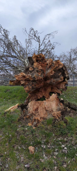Vasúti sínekre dőlt fa Zamárdiban