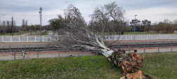 Vasúti sínekre dőlt fa Zamárdiban