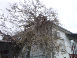 Sok munkát adott a hivatásosoknak