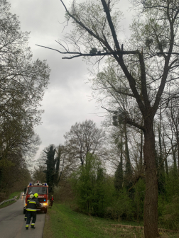 Faágakat daraboltak le