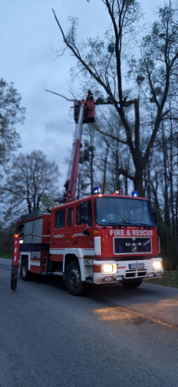 Faágakat daraboltak le