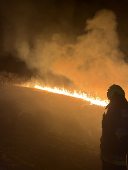 tűzeset a nádasban