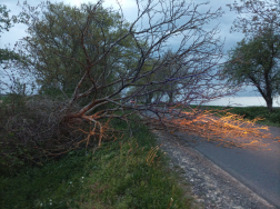 Félpályás útzárat képezett egy kidőlt fa
