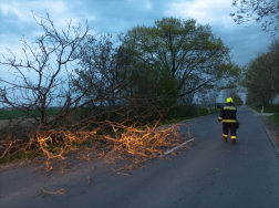 Félpályás útzárat képezett egy kidőlt fa