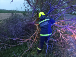 Félpályás útzárat képezett egy kidőlt fa