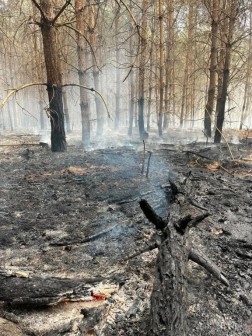 Hamutenger az erdőben