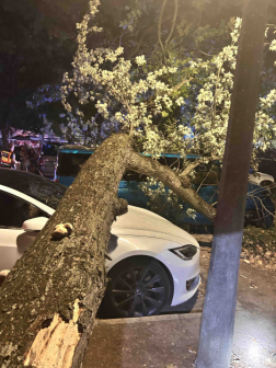 Autókat temettek maguk alá a fák